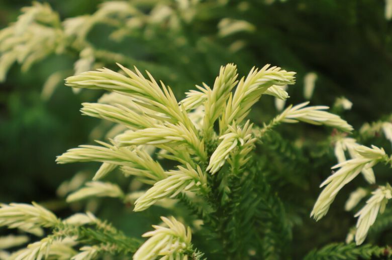 삼나무 ‘바라비츠 골드’의 새순의 모습. 이름처럼 노란빛이 돈다. 천리포수목원 제공