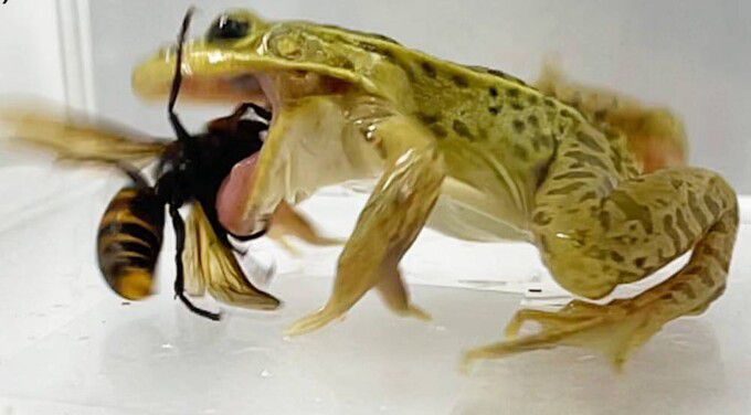 장수말벌을 잡아먹는 과정에서 참개구리는 수차례 독침에 찔렸지만 상처입거나 죽지 않고, ‘먹잇감‘을 먹어치웠다. 스기우라 신지/에코스피어 제공
