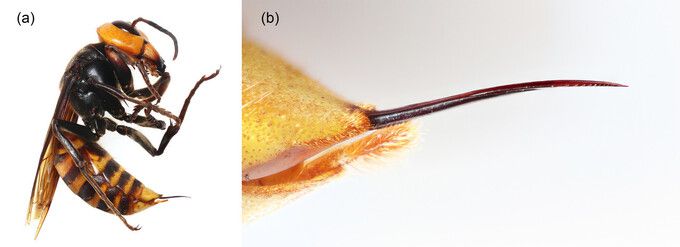 장수말벌은 말벌 가운데서도 몸집이 가장 큰 종으로, 변형된 산란관을 독침으로 활용한다. 4.3㎜에 이르는 장수말벌 일벌의 독침. 스기우라 신지/에코스피어 제공