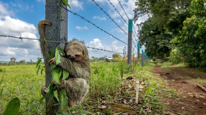 네이처가 뽑은 올해의 과학사진 ‘힘내세요’. Emmanuel Tardy