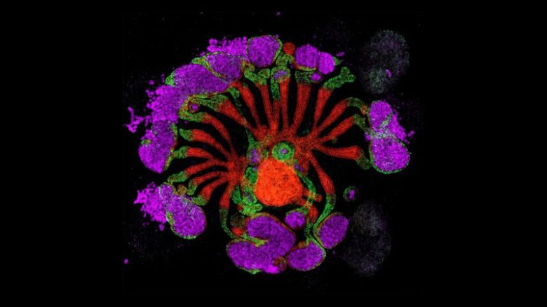 네이처가 뽑은 올해의 과학사진 ‘가짜 신장’. Pedro Medina/Li Lab