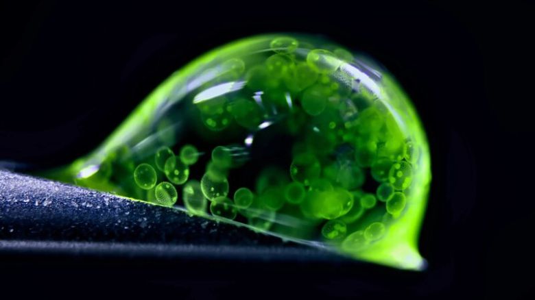 네이처가 뽑은 올해의 과학사진 ‘녹색 삶’. 5배율. Jan Rosenboom/Nikon Small World