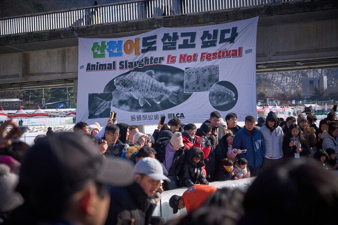 지난해 1월 동물해방물결 활동가들은 강원 화천 ‘산천어축제’ 체험장 인근 다리에서 ‘산천어도 살고 싶다’는 메시지가 담긴 현수막을 펼치는 퍼포먼스를 벌였다. 동물해방물결 제공
