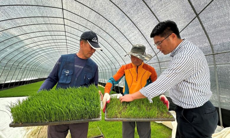 지난해 5월 충남 논산 은진면 한 농가에서 논산시 농업기술센터 농업기술사(맨 오른쪽)가 모판 상태를 살피고 있다. 송인걸 기자