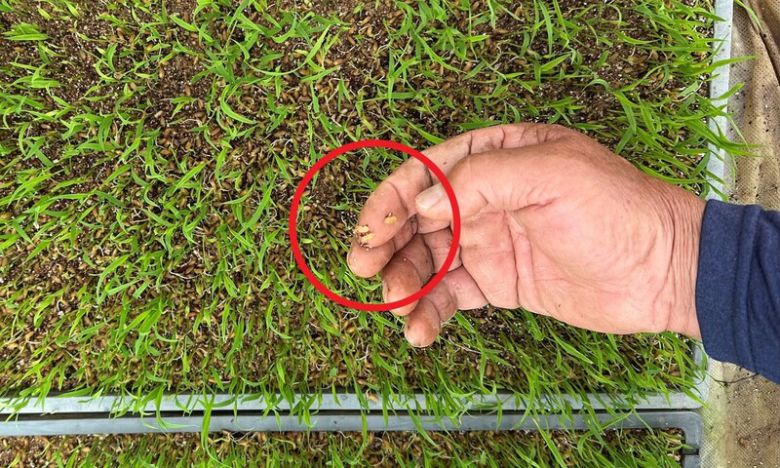 지난해 5월 충남 논산시 은진면 한 농가의 미르찰벼 모판, 볍씨가 썩거나 생육이 불량하다. 송인걸 기자