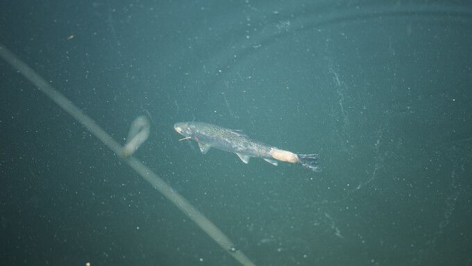 산천어 축제가 끝난 뒤인 지난해 3월 화천천에서 관찰된 산천어 모습. 머리·꼬리 등 피부가 벗겨진 상태였다. 동물해방물결 제공