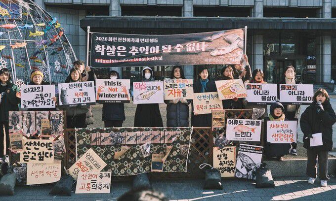 7일 동물권단체 ‘동물해방물결’이 서울 중구 프레스센터 앞에서 기자회견을 열고, ‘2025 화천 산천어축제 현장 기록 보고서’를 공개했다. 동물해방물결 제공