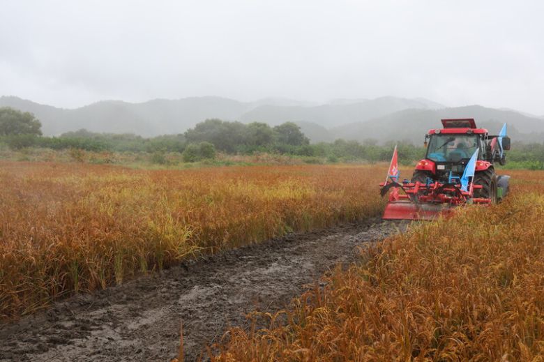 지난해 9월3일 전남 화순군 사평면에서 벼 깨씨무늬병 피해가 가장 심한 강기원씨의 논 1983㎡(600평)를 갈아엎었다. 전종덕 진보당 의원실 제공