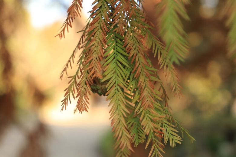 낙우송의 잎. 천리포수목원 제공