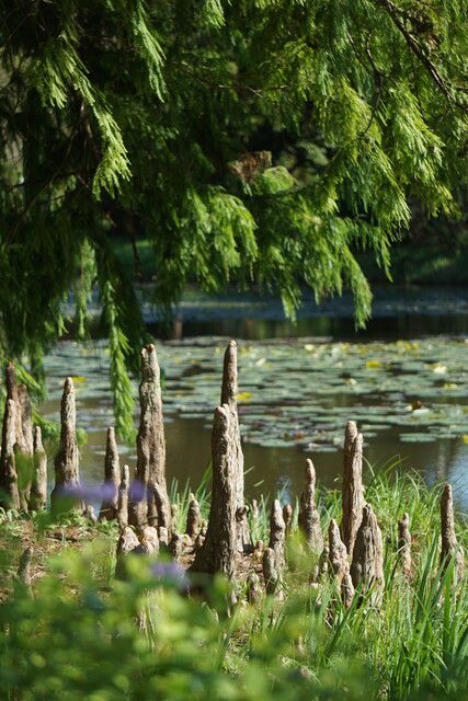 여름철 낙우송 ‘펜덴스’의 공기뿌리 모습. 천리포수목원 제공