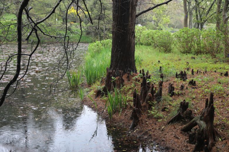 비늘낙우송 ‘누탄스’의 공기뿌리. 천리포수목원 제공