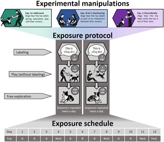 연구진은 ‘천재 개’의 엿듣기 능력을 알아보기 위해 개에게 새 장난감을 소개하는 3단계 실험 절차를 구성했다. 샤니 드로르/사이언스 제공