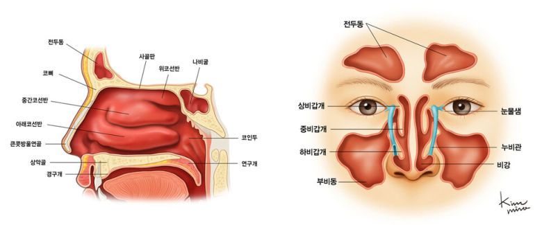 비강 및 부비동의 구조 및 위치. 국가암지식정보센터 제공