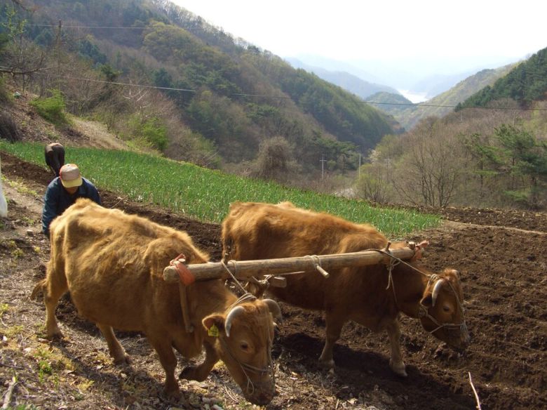강원도 춘천시 북산면 내평리의 농부 윤문종씨가 겨리연장을 이용한 밭갈이를 하는 모습. 김세건 교수 제공