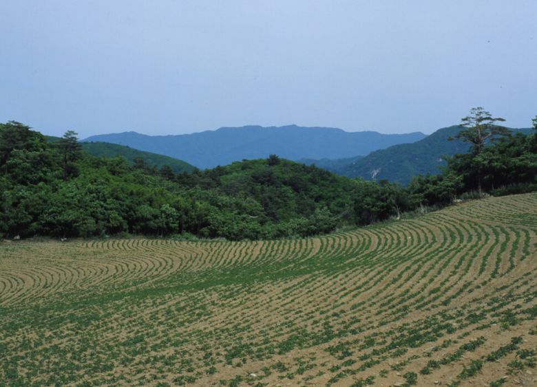 강원도 대관령의 고랭지 감자 단지. 한국학중앙연구원 제공
