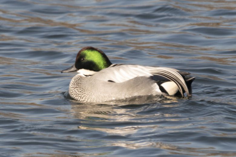굴포천을 찾은 청머리오리. 윤순영 제공