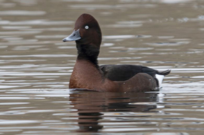 지난 6일 우리나라에서 매우 드물게 월동하는 나그네새 적갈색흰죽지도 굴포천을 찾았다. 윤순영 제공