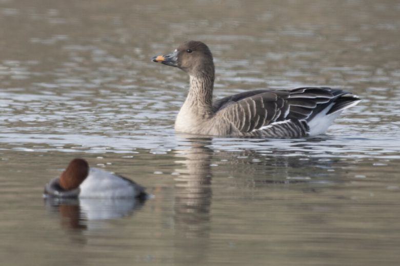 이날 굴포천에서는 멸종위기 야생생물 2급 큰기러기도 찾아와 휴식을 즐겼다. 윤순영 제공