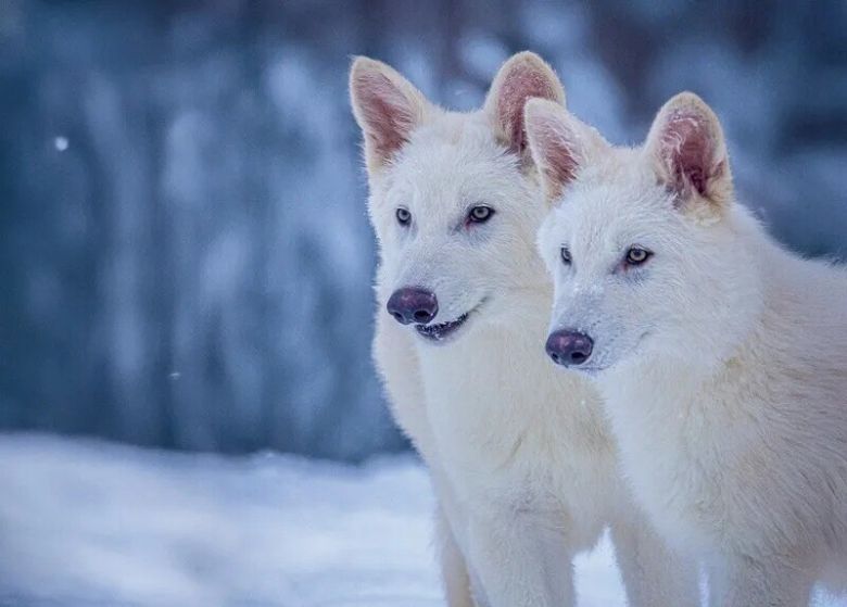 1만3천년 전 멸종된 늑대 ‘다이어 울프’의 일부 유전자를 갖고 태어난 늑대들. 생후 3개월 시점에 찍은 사진이다. 콜로설 바이오사이언스 제공