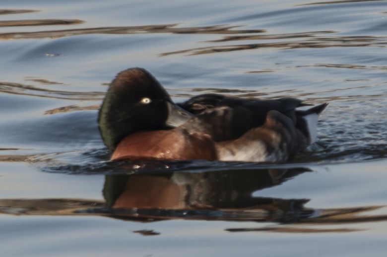 전 세계 개체 수가 1000마리 이하로 추정되는 멸종위기 조류 붉은가슴흰죽지가 지난 1월6일 인천 굴포천에서 관찰됐다. 윤순영 제공