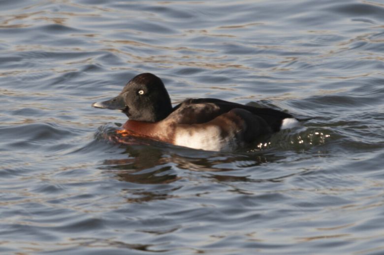 전 세계 개체 수가 1000마리 이하로 추정되는 멸종위기 조류 붉은가슴흰죽지가 지난 1월6일 인천 굴포천에서 관찰됐다. 윤순영 제공