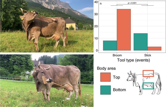 소 ‘베로니카’는 솔이 달린 브러시의 끝 부분을 몸의 위쪽에 사용하고 유방이나 배 등 아래쪽 좀 더 민감한 부분에는 손잡이 부분을 이용했다. 오수나-마스카로/비엔나대 제공