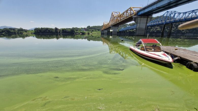 낙동강 칠서 취수장 부근의 녹조. 임희자 낙동강 네트워크 집행위원장 제공