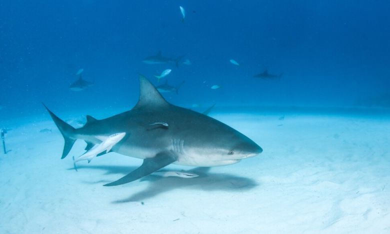 황소상어 이미지. 게티이미지뱅크