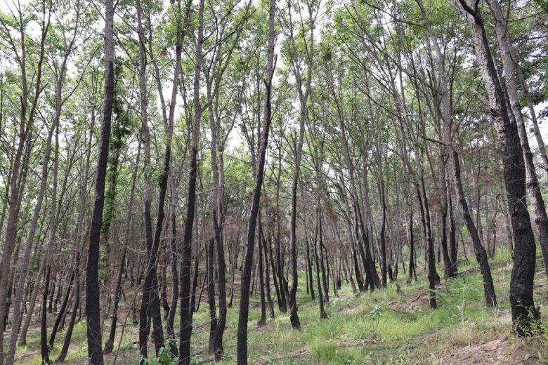 2025년 3월 역사상 최대의 산불이 일어난 경북 의성군의 한 참나무숲이 나무 아래쪽만 그을린 채 살아있다. 정용일 선임기자 yongil@hani.co.kr