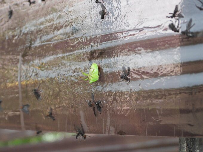 2025년 7월6일 인천 계양구 계양산 등산로에 설치된 끈끈이롤트랩. 이 트랩엔 러브버그 외 다른 다양한 곤충까지 붙어 피해를 입었다. 새 깃털이 뽑힌 흔적도 확인됐다. 봉산생태조사단 제공