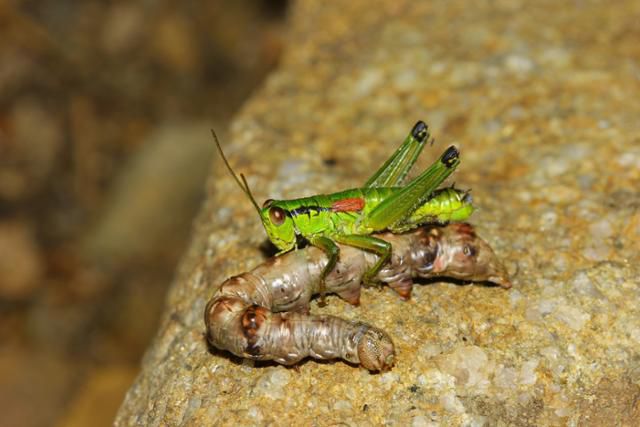 밑들이메뚜기 수컷이 나방 애벌레 몸에 잘못 올라탔다. 국립생물자원관 김태우 동물자원과 환경연구사 제공