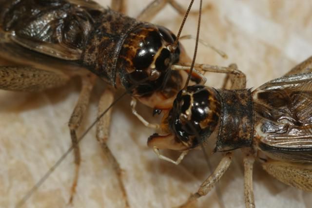 탈귀뚜라미 수컷 2마리가 서로 다투고 있다. 국립생물자원관 김태우 동물자원과 환경연구사 제공