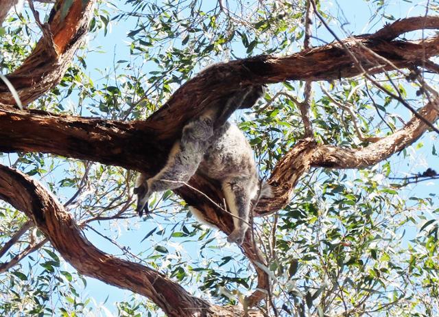 하늘을 올려다보면 만나는 보통의 세계. 파란 캔버스에 무성한 나뭇잎과 혼수상태에 빠진 코알라가 그려져 있다. ⓒ강미승