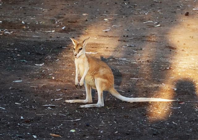 가만히 있다가 가까이 가면 따라올 테면 따라오란 분위기로 속도 조절을 했다. 여긴 내 구역이라는 듯. ⓒ강미승