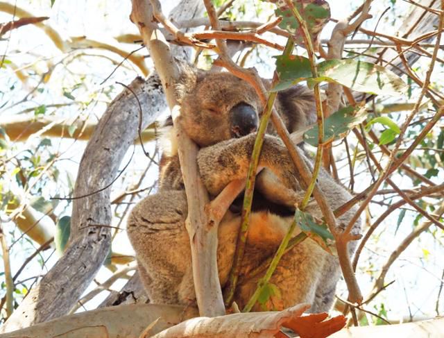두 손을 곱게 포개고 자는 코알라를 배낭 속에 몰래 데려오고 싶은 욕심, 나만은 아니겠지? ⓒ강미승