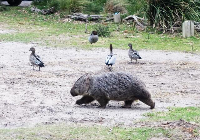 몸길이는 최대 120cm. 인간 따위 신경 쓰지 않는 작은 곰 같다. 혹시나 습격에 대비해 우리는 캠핑카 문을 완고히 닫았다. ⓒ강미승