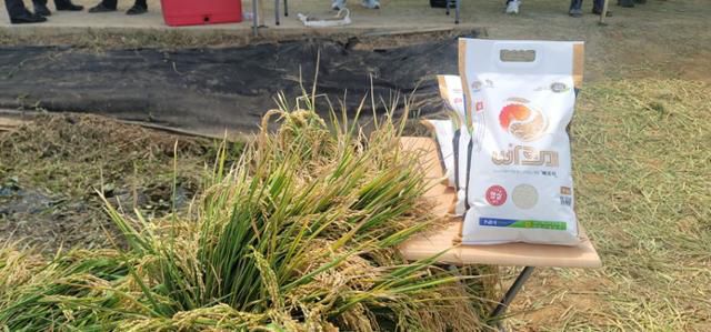 수확한 빠르미 벼와 시판중인 쌀. 당진시 제공