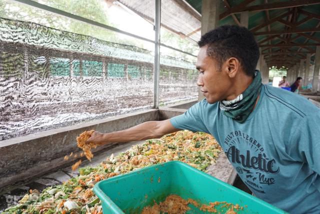 롬복 동애등에(블랙솔저플라이) 농장 직원이 음식물 쓰레기를 먹고 막 자란 작은 애벌레들을 음식물 쓰레기 분해 장치인 바이오리액터에 골고루 뿌리고 있다. 롬복=고찬유 특파원
