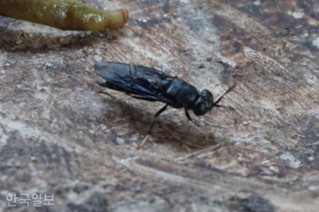 동애등에(블랙솔저플라이) 성충. 몸 길이는 13~20㎜이고 색깔은 흑색이다. 롬복=고찬유 특파원