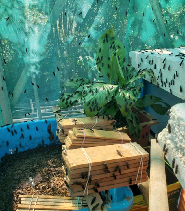 마리나 트리 물리아와티씨 부부가 키우는 동애등에. 마리나씨 제공