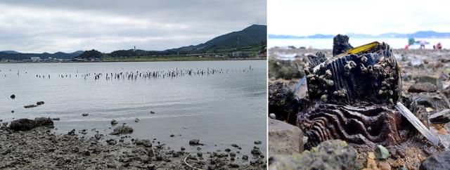 물 위로 나와 있는 통나무열. 멀리 장보고의 동상이 보인다. 오른쪽의 큰 건물이 장보고기념관. 왼쪽 멀리 보이는 죽청리(竹靑里)에는 장보고의 무덤으로 전해지는 고분과 성터 등이 남아 있다. 오른쪽은 통나무에 거북손과 고동 등 어패류가 달라붙어있는 모습. 천년 넘는 세월을 말해준다. 최흥수 기자