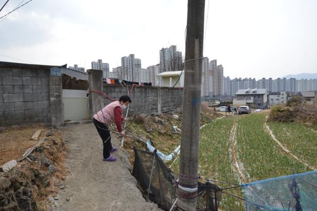13일 박근혜 전 대통령이 살 집으로 알려진 대구 달성군 유가읍 쌍계리 한 전원주택 뒤편 마늘밭에서 동네 주민이 관광객의 무단통행을 막기 위해 나뭇가지로 밭 주위를 막고 있다. 전준호 기자