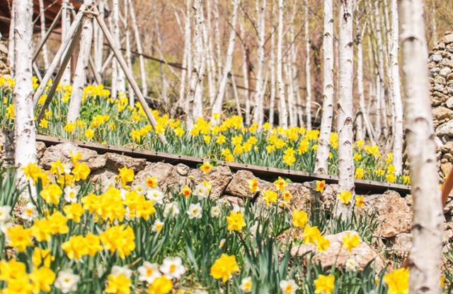 자작나무숲과 어우러진 수선화. 화담숲 제공