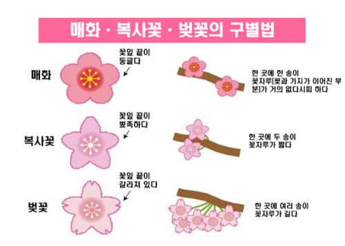 복숭아, 매화, 벚꽃 나무가 비슷하다는 점에서 셋을 구분하는 설명자료가 공유되기도 했다. 온라인 커뮤니티 캡처