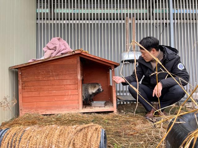 김봉균 충남야생동물구조센터 재활관리사가 너구리 '클라라'를 바라보고 있다. 충남야생동물구조센터 제공