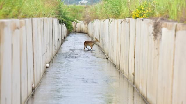 농수로에 갇힌 고라니. 충남야생동물구조센터 제공