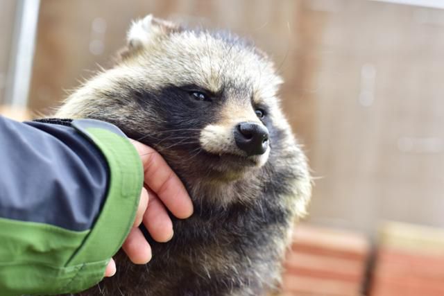 어릴 떄 구조됐지만 사람에 길들여져 야생으로 돌아가지 못한 너구리 '클라라'. 충남야생동물구조센터 제공
