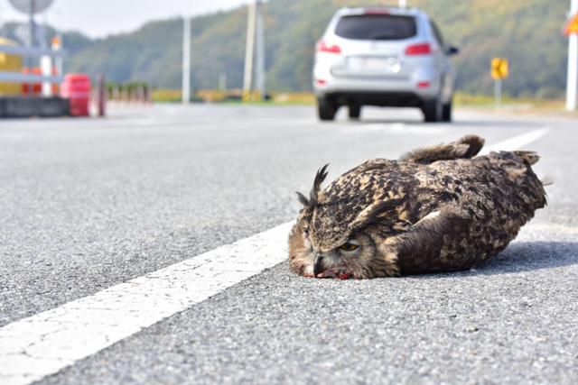 차량과 충돌해 도로 위에 쓰러져 있는 수리부엉이. 충남야생동물관리센터 제공