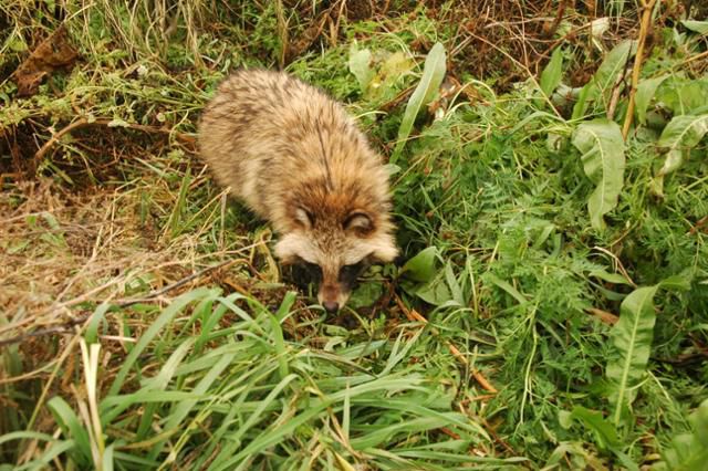 서울 강서구 강서습지생태공원에 설던 너구리 '갑돌이'. 우동걸 연구원 제공