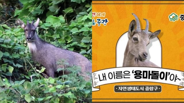 서울 중랑구 용마산에 사는 산양(왼쪽)은 시민들의 공모로 '용마돌이'라는 별명을 얻었다. 국립생태원, 중랑구 제공